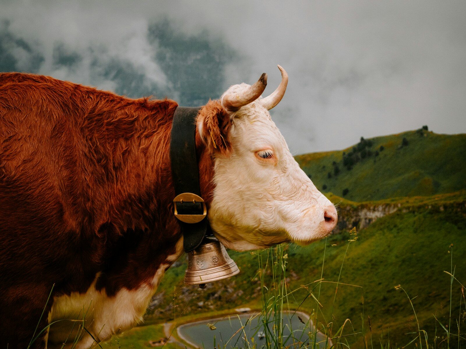 Photo by Ben Grayland a brown and white cow with a bell around its neck